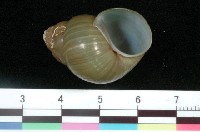 藏品(石田螺)的圖片